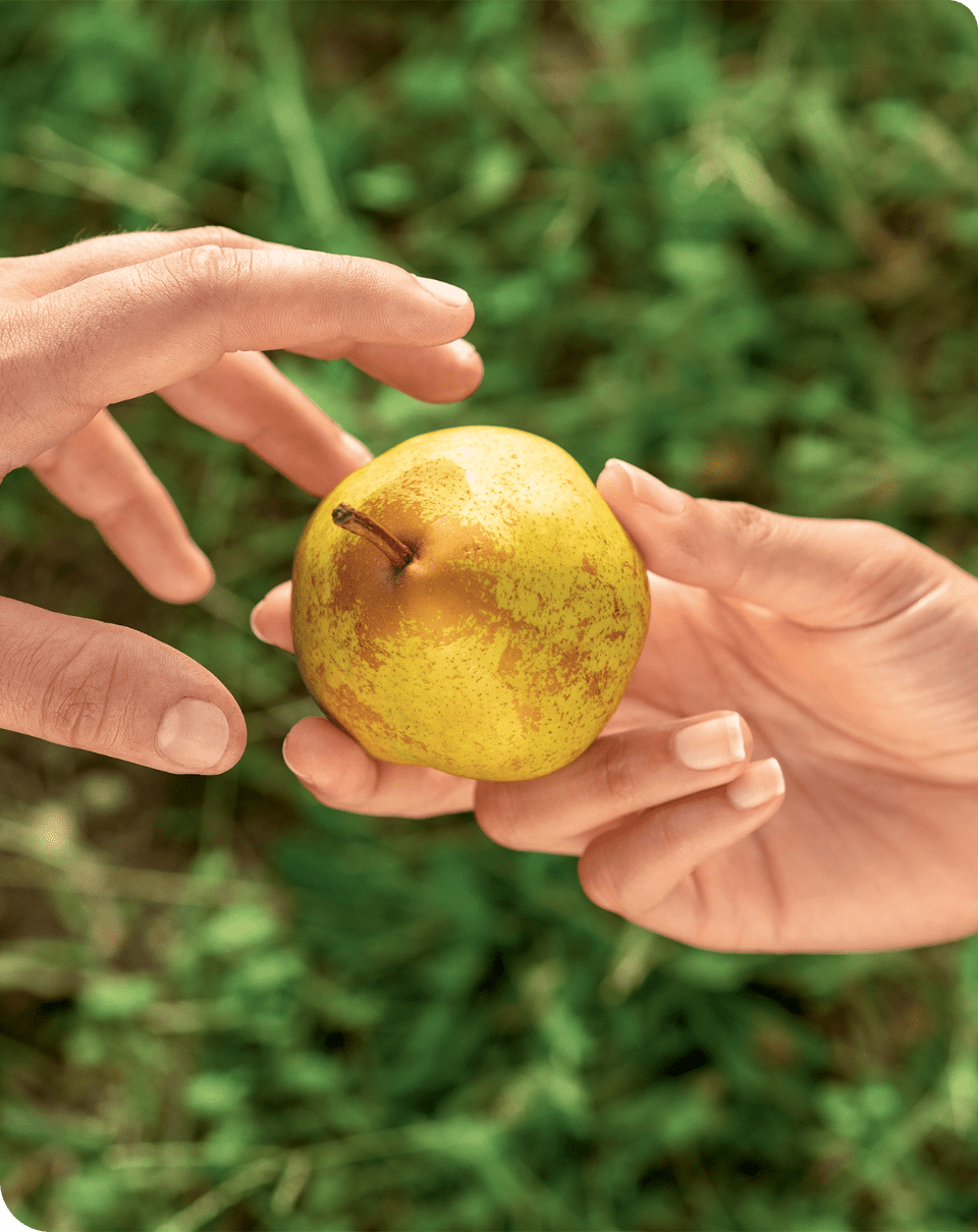 Les vergers Boiron - poire