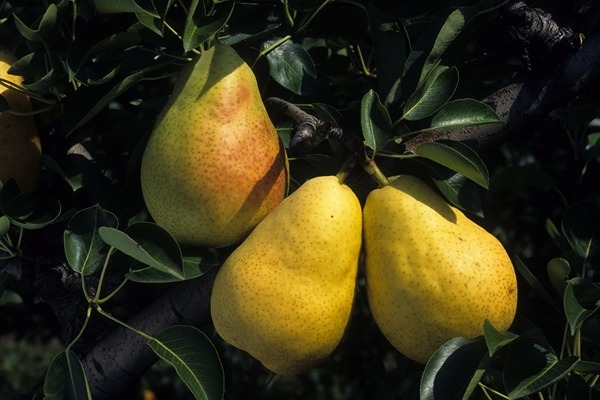 Les vergers Boiron - poire