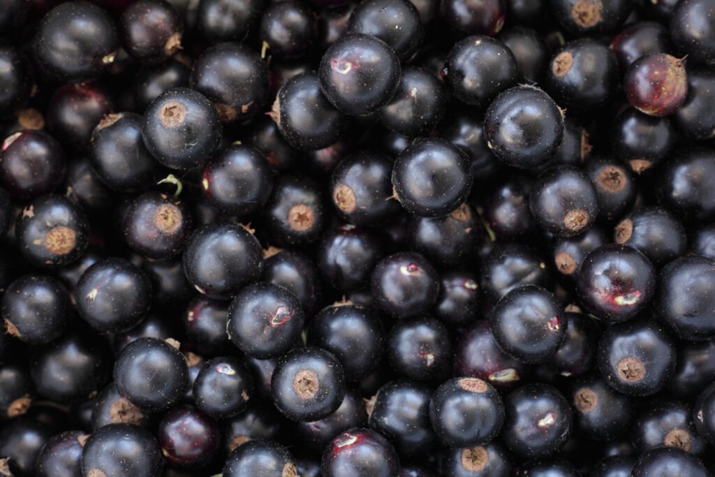 Several Black Currents Spread Across The Place