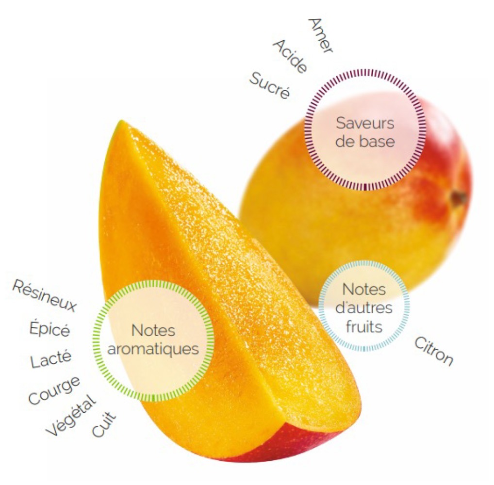 Les vergers Boiron - Mangue