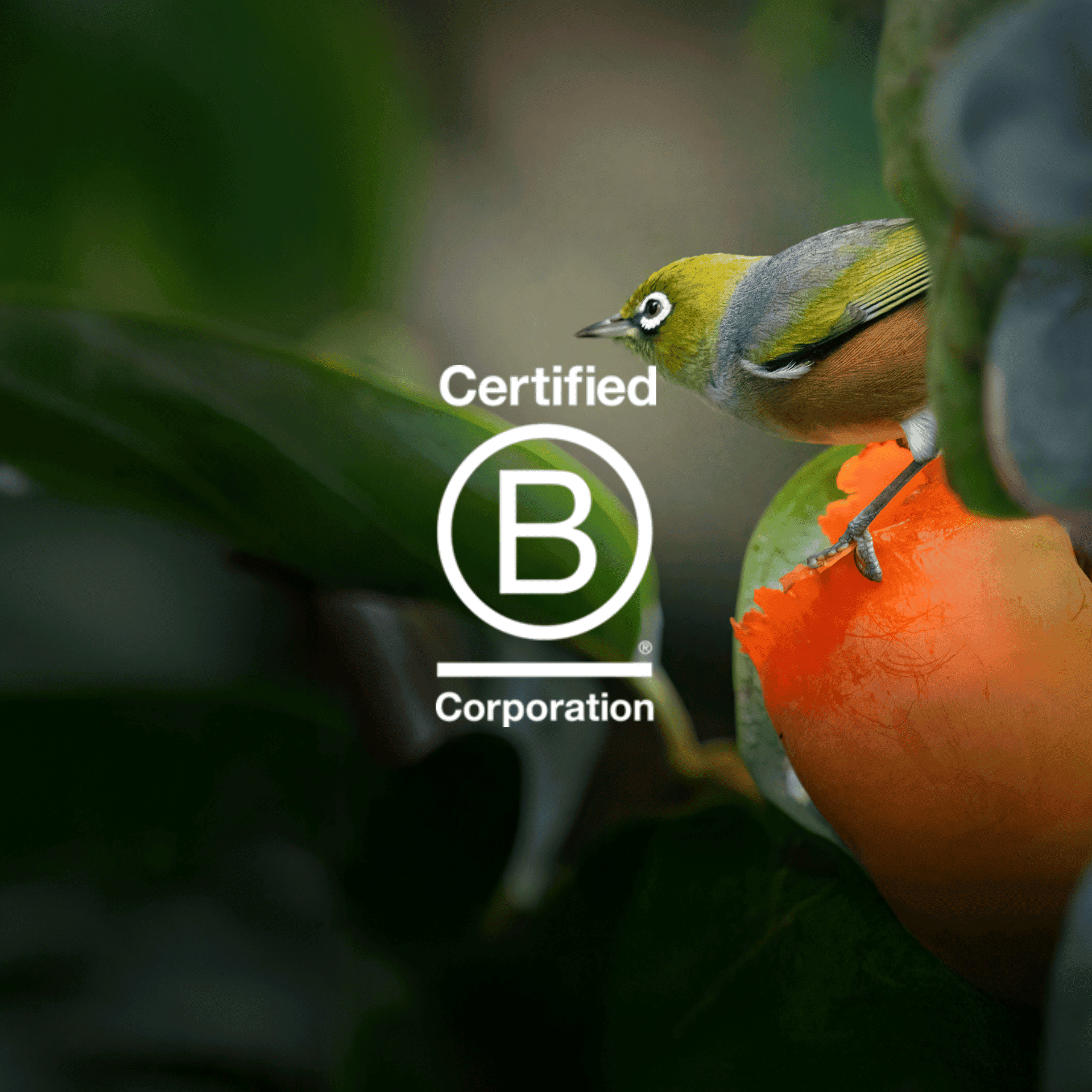Certified B Corp