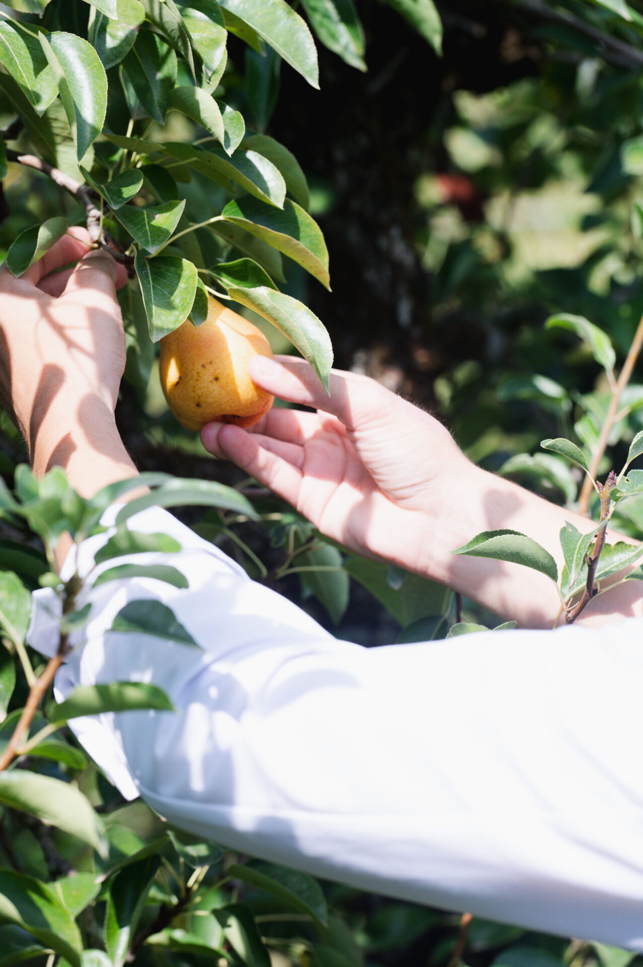 Main de producteur tenant une poire sur l'arbre - Les vergers Boiron