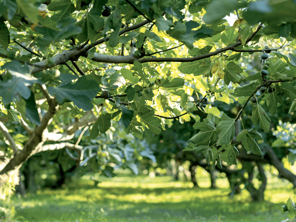 Photo Corporate 2024 VERGERS 4437 E1730993318165.png