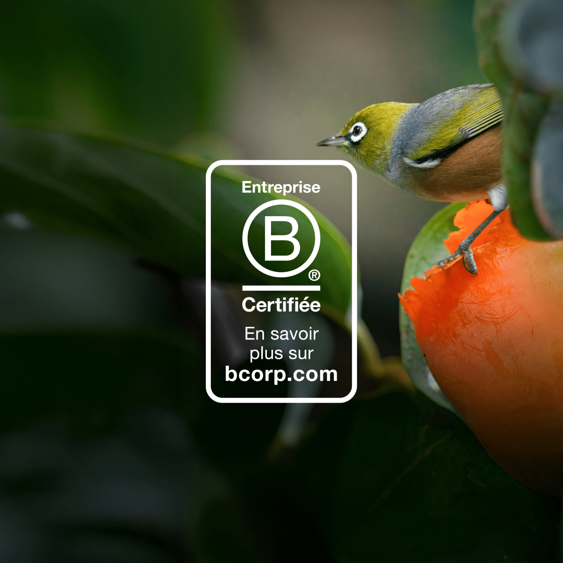 Image nouveau logo Bcorp