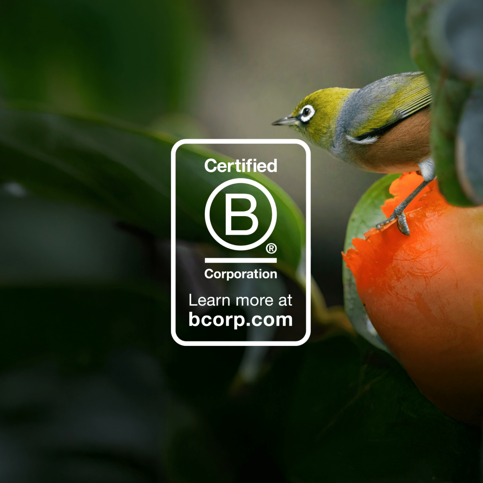 Image avec nouveau logo B corp