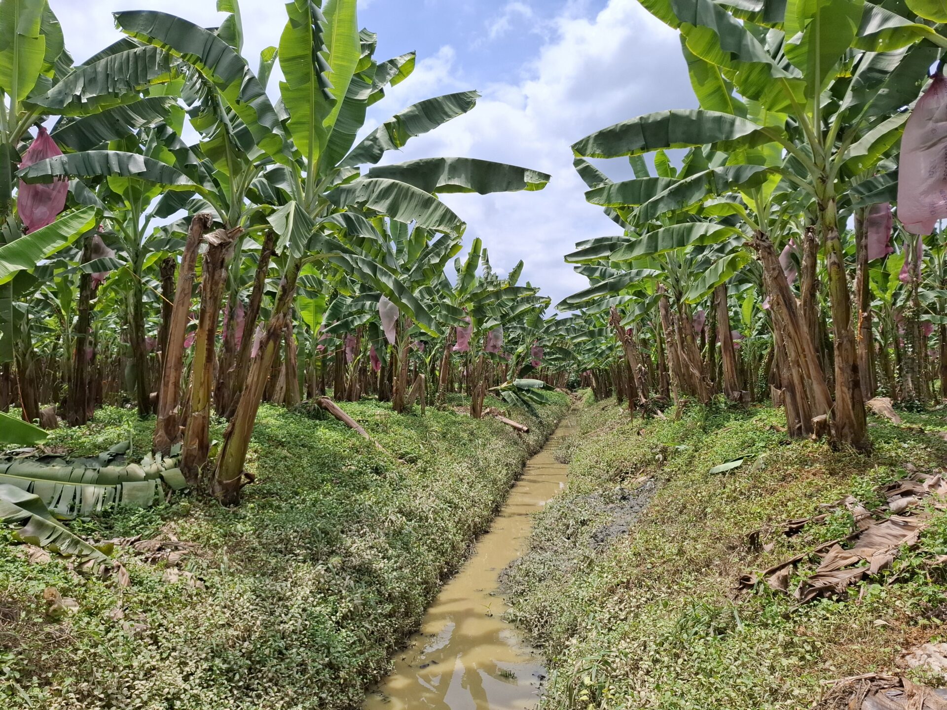 Focus on Fairtrade and organic banana farming in Ecuador - Les Vergers ...