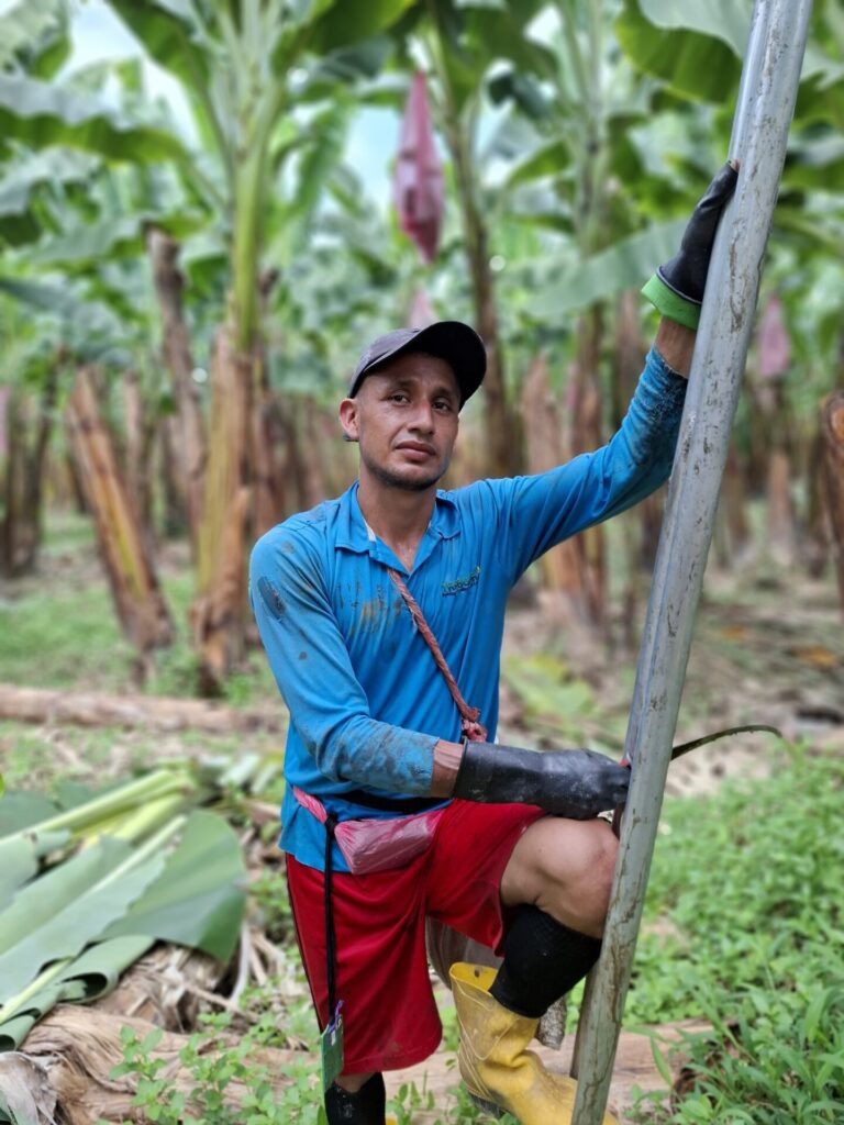 Banane - Christian Vaskez