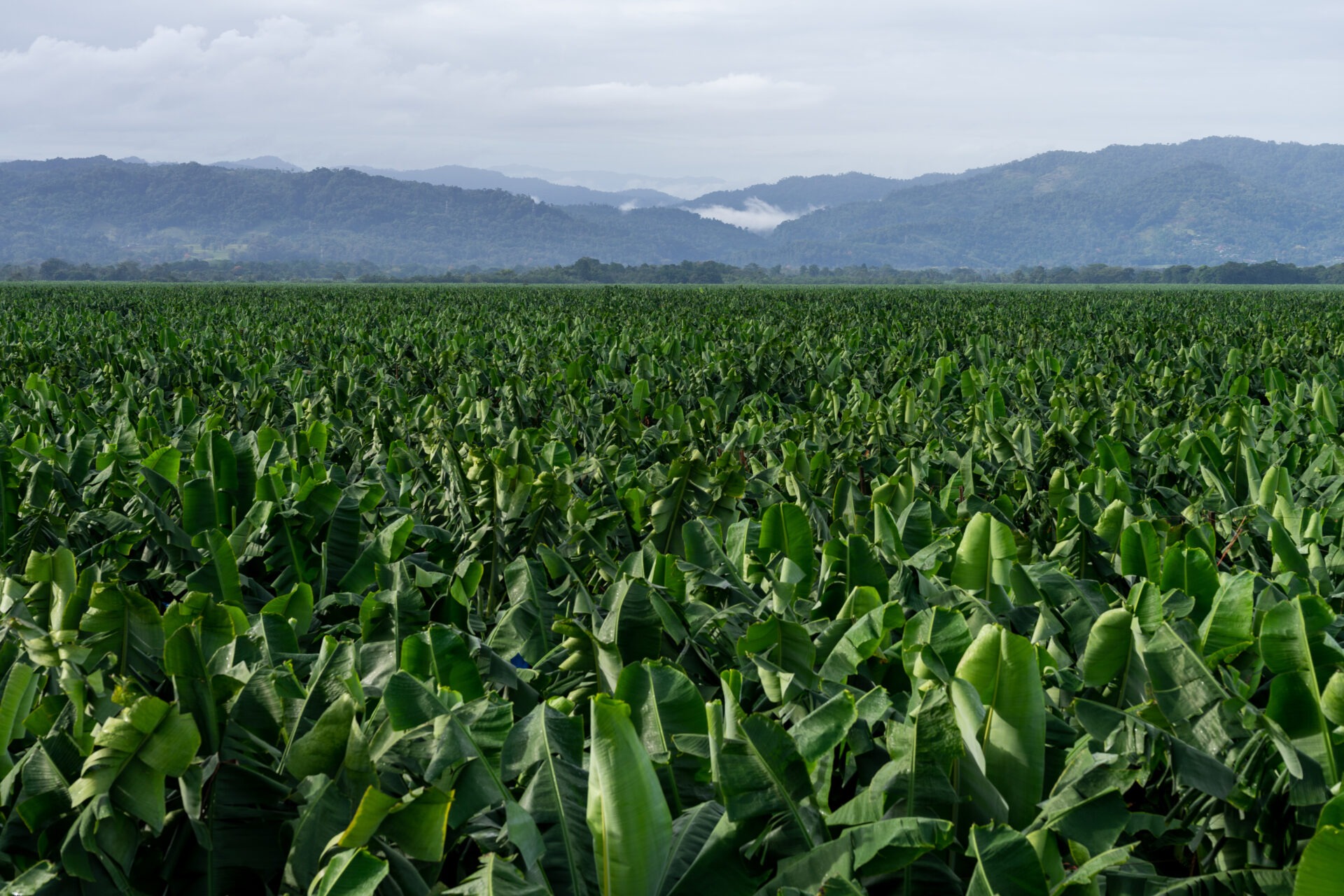 Banana Plantation In A Valley