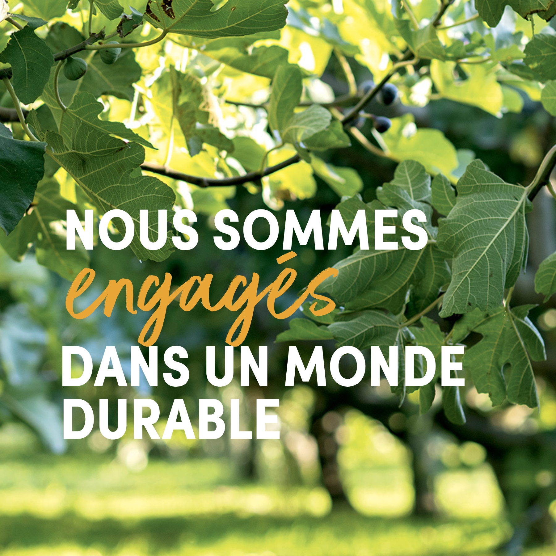Nous sommes engagés dans un monde durable, verger en arrière-plan - Les vergers Boiron